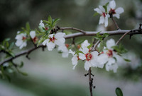 DSCF4134